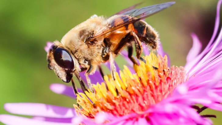Celebrate Pollinators on World Bee Day, May 20