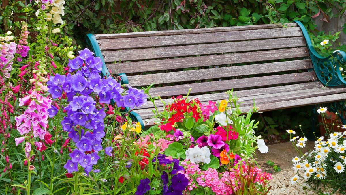 bench in cottage garden surrounded by foxgloves, bellflowers daisies, andmore.