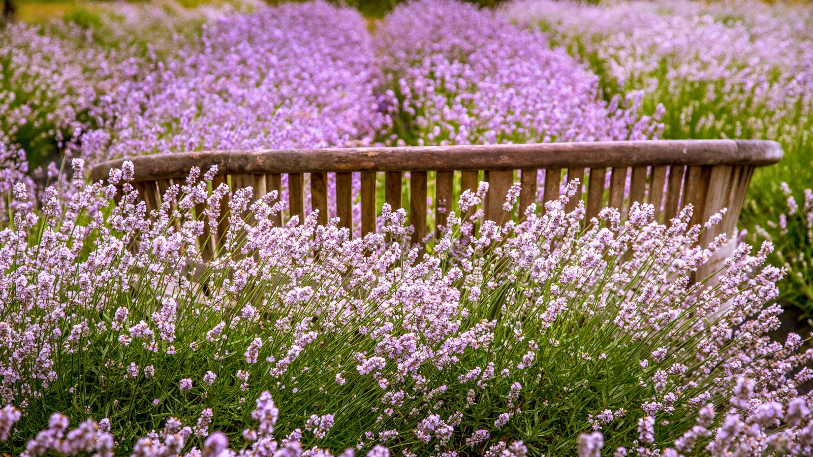 bench sitting in the middle of a lavender field.