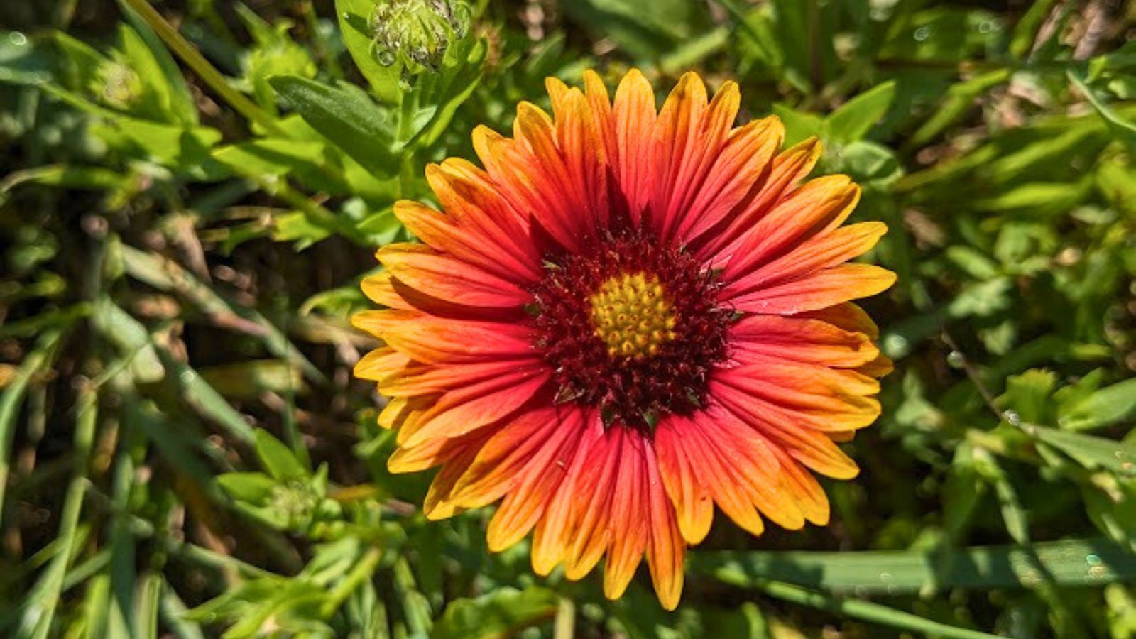 blanket flower in a wildflower meadow.
