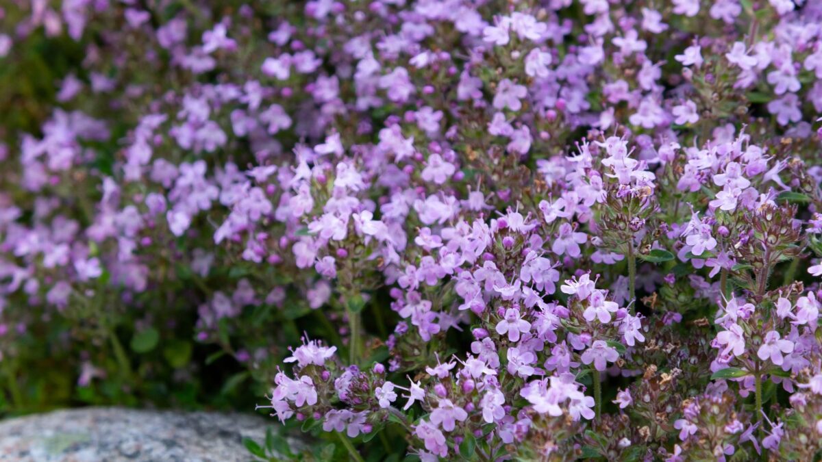 creeping thyme flowers.