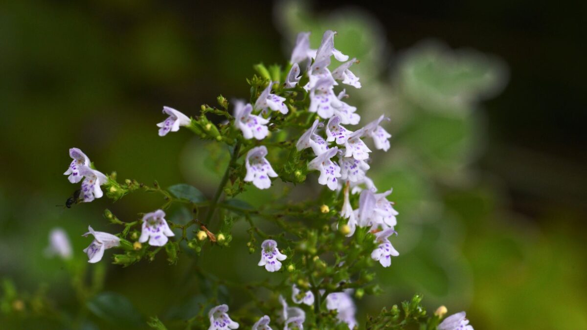 calamint flowers.