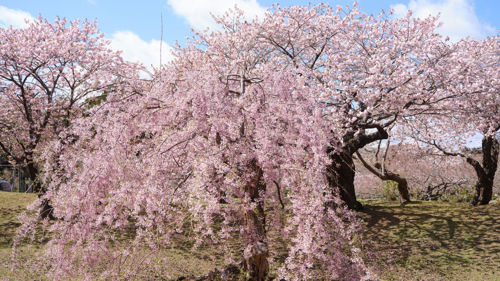 cherry tree in bloom.