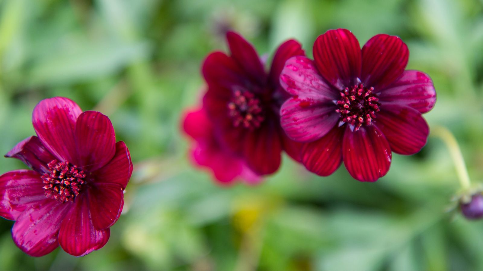 chocolate cosmos flowers.