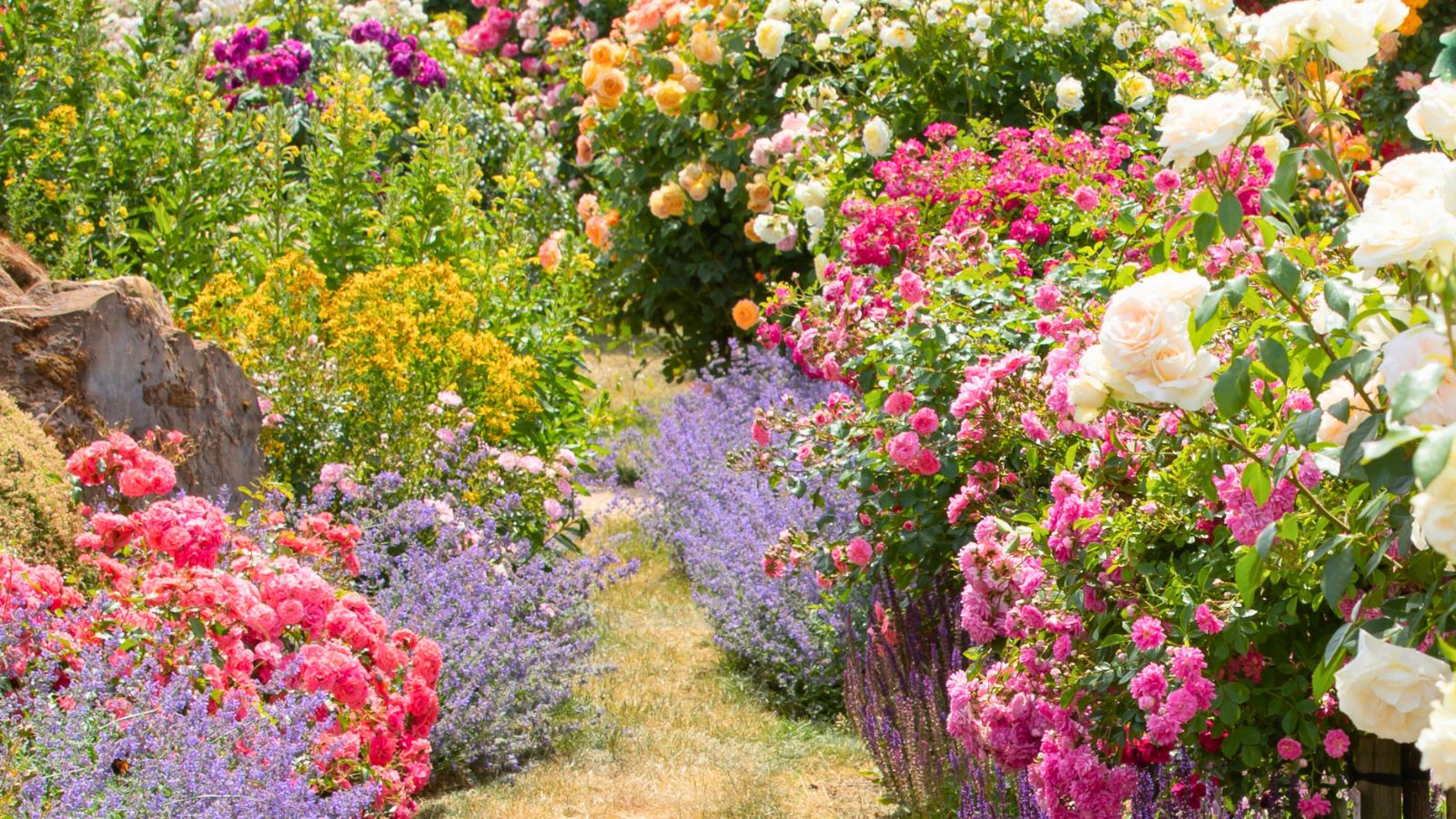 colorful cottage garden with roses, lavender and catnip.