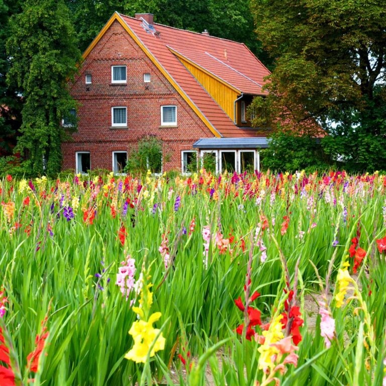 colorful gladioli flower field in front of a brick house.