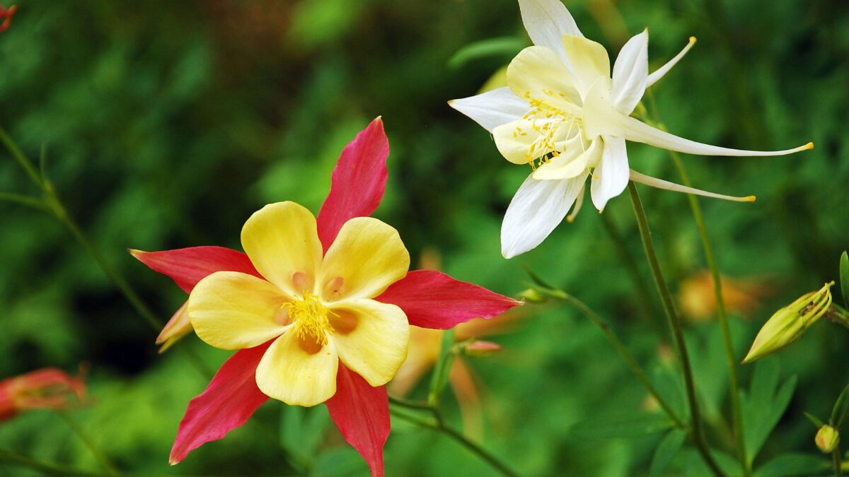 red, yellow and white columbine flowers.