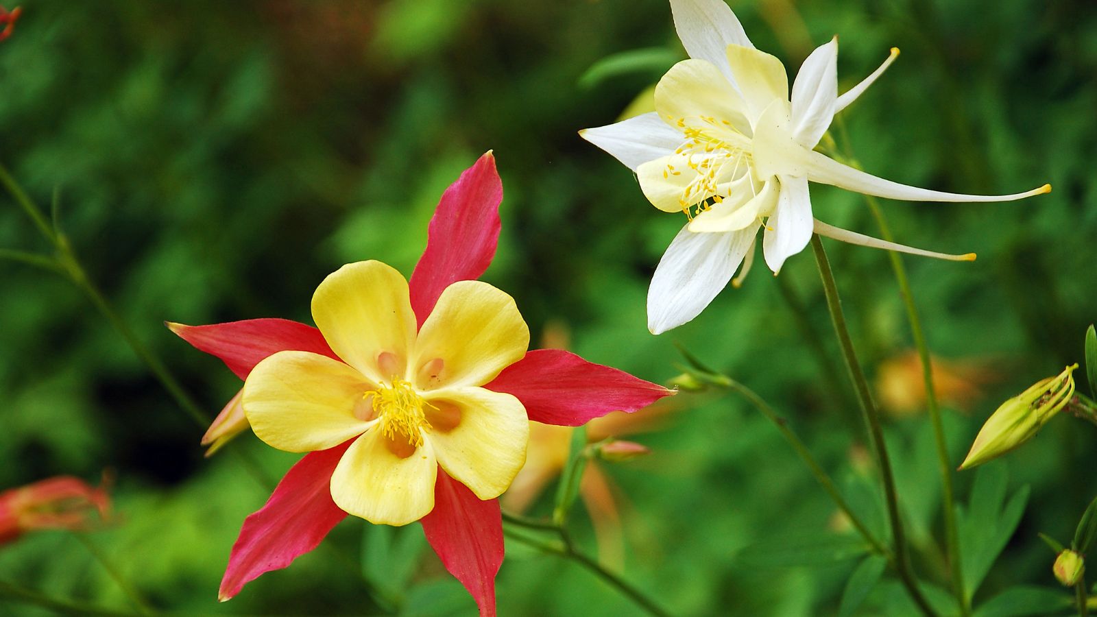 red, yellow and white columbine flowers.