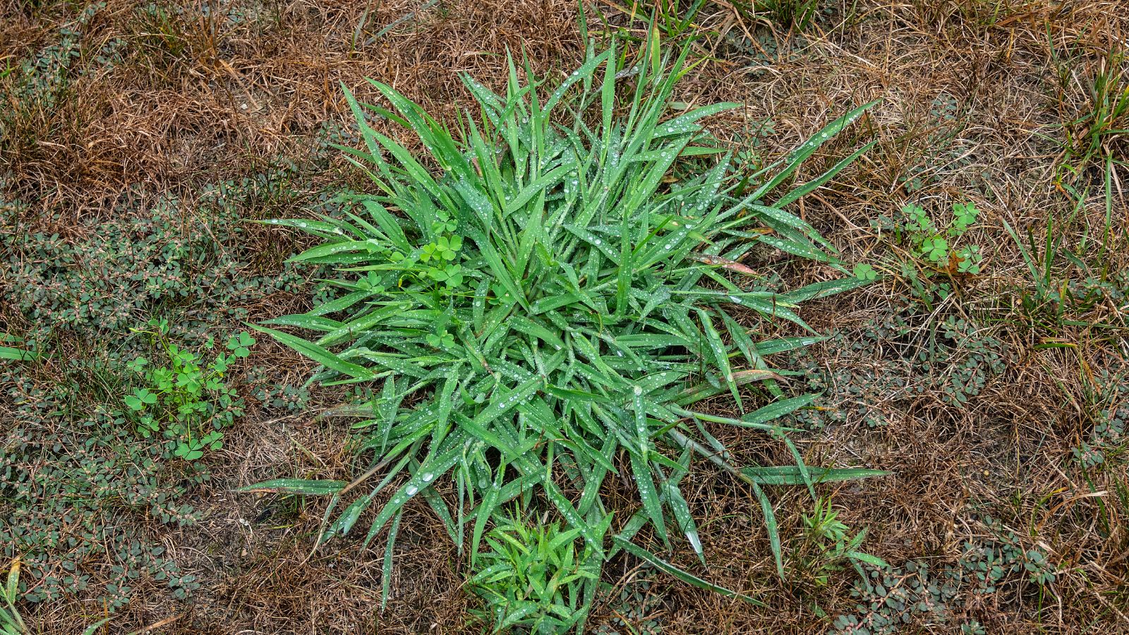 crabgrass in the yard.
