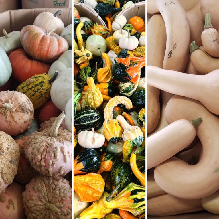 a variety of cucurbits.