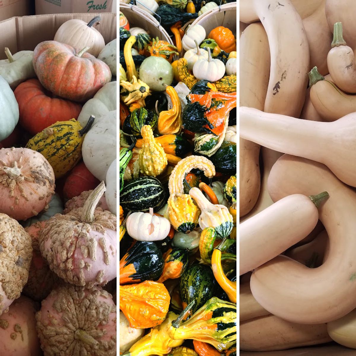 a variety of cucurbits.