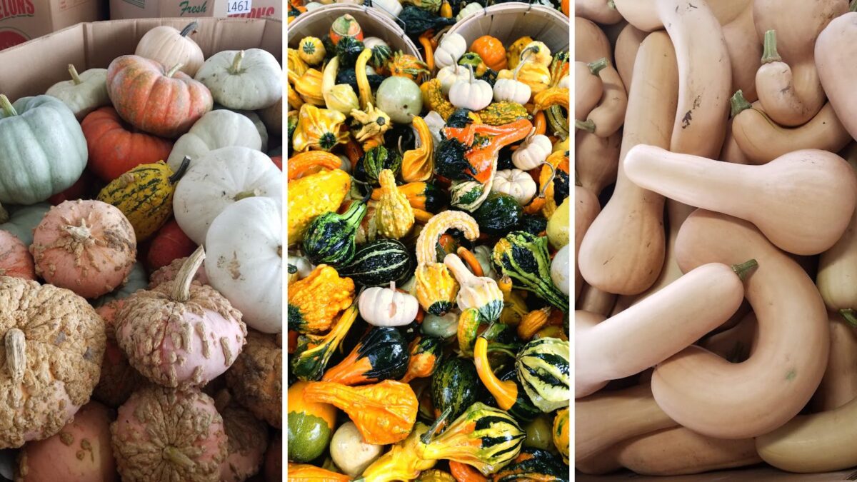 a variety of cucurbits. 