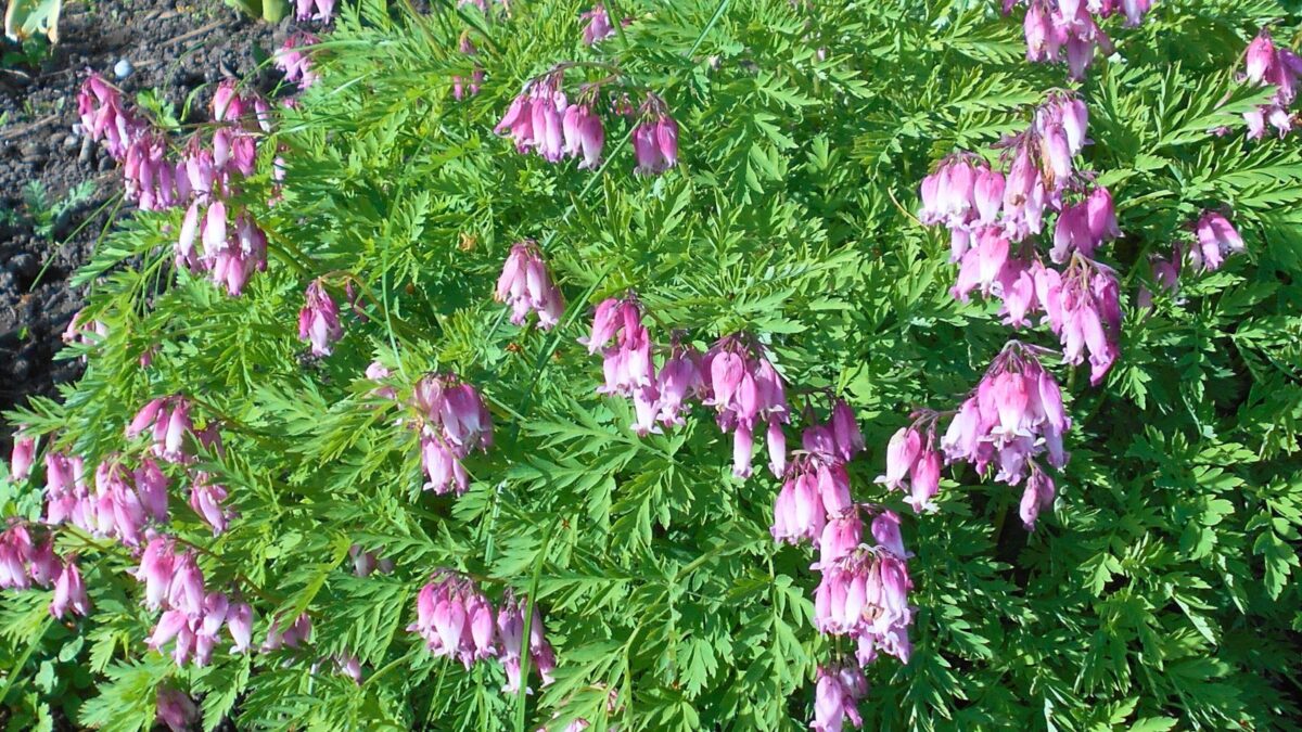 dicentra formosa bush in bloom.