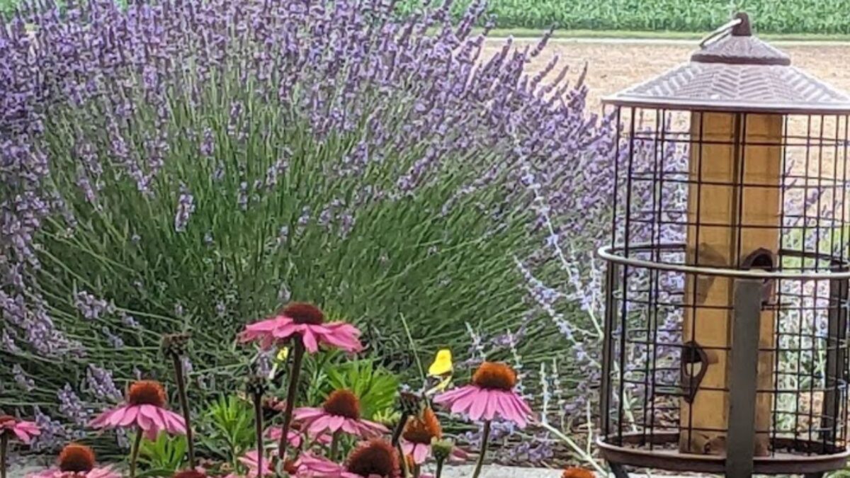 gold finch sitting on an echinacea flower with lavender in the background.