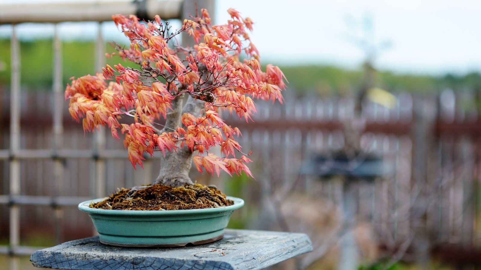 fall colored bonsai tree sitting on a square slate table.