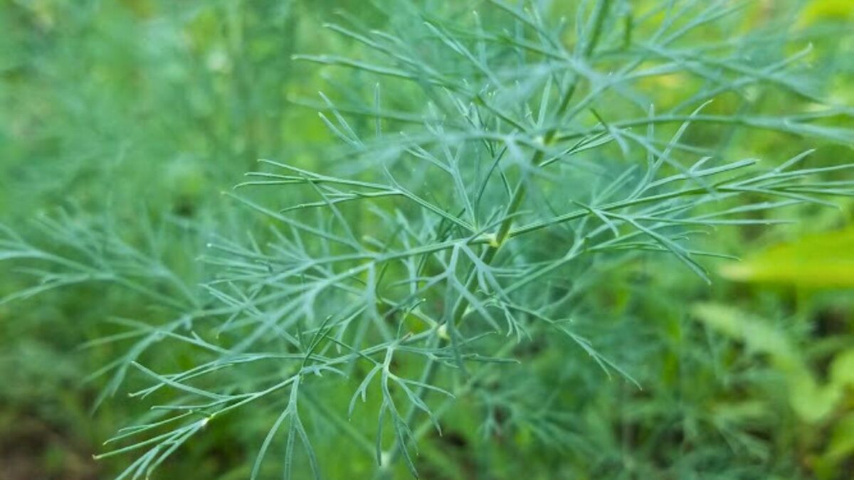 dill growing in the garden.