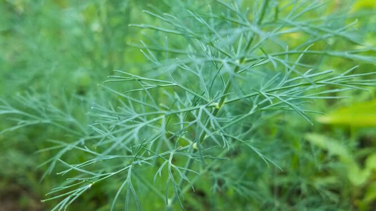 dill growing in the garden.