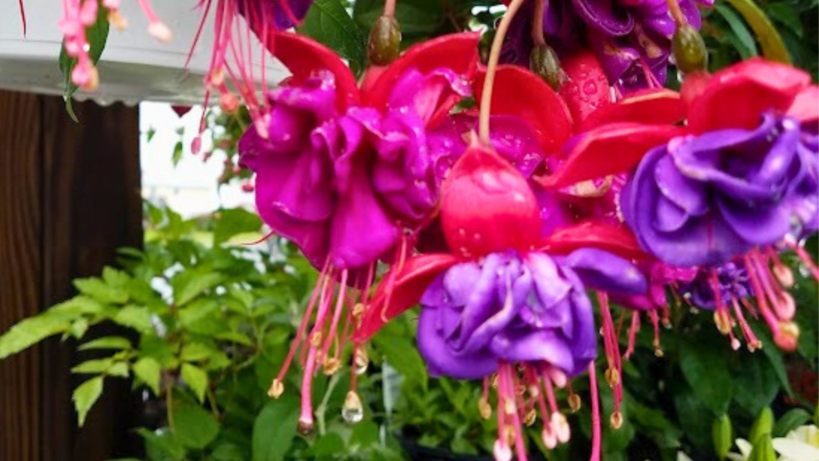 red and purple fuchsia flowers.