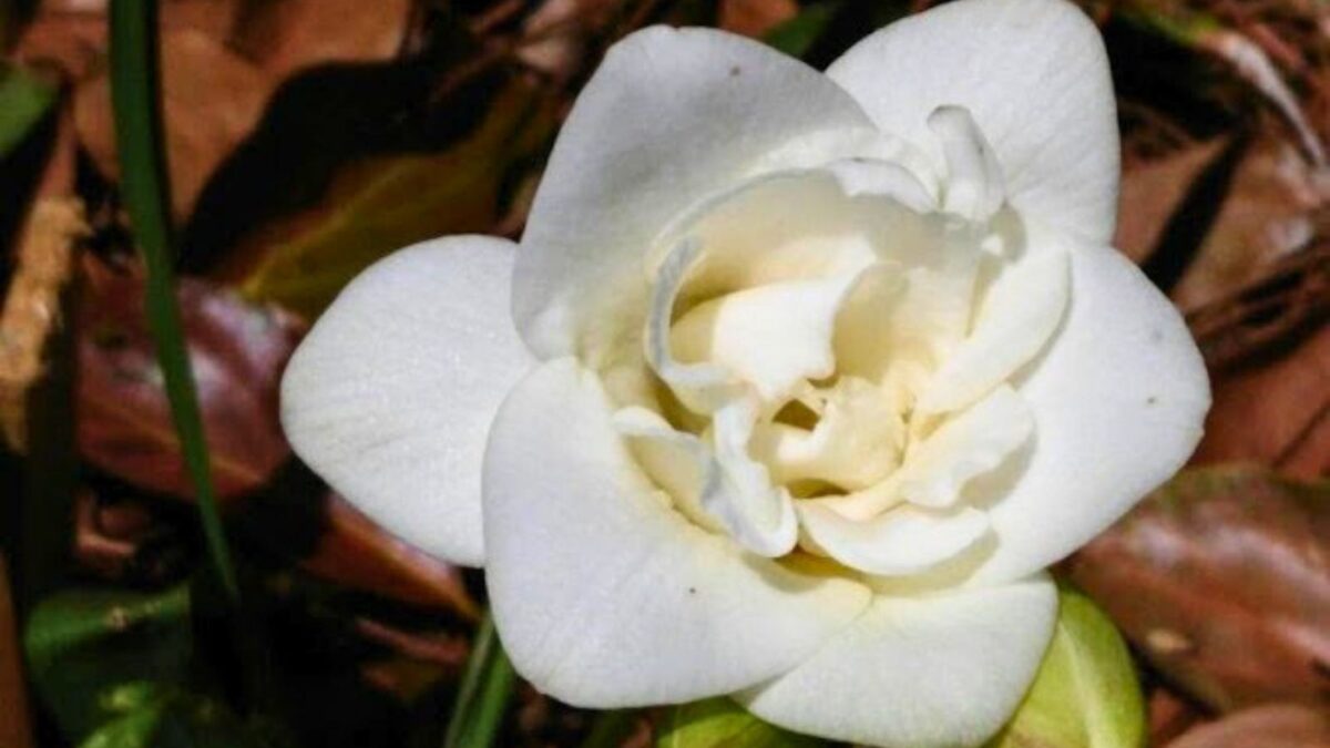 gardenia flower.