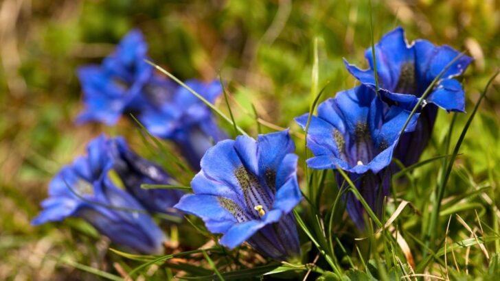 gentian-flowers-728x410.jpg