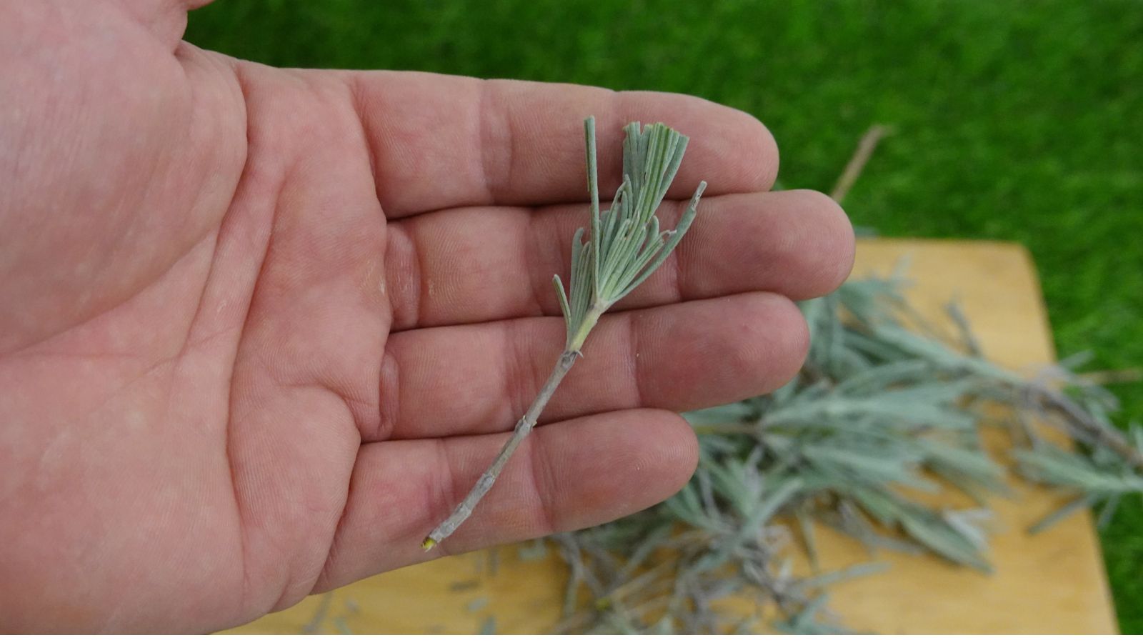 a hand holding a lavender cutting.