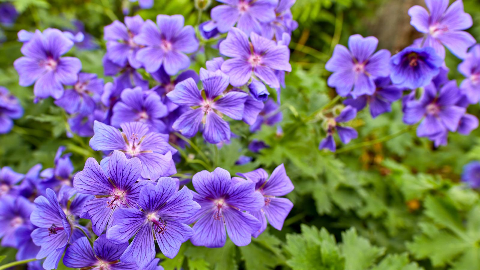 purple hardy geraniums.