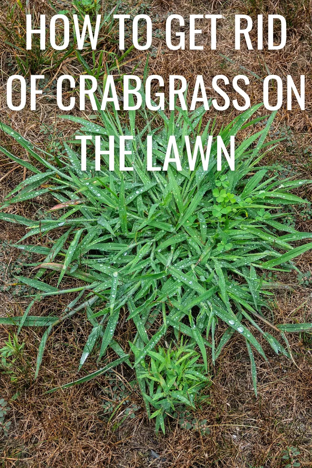 How To Get Rid Of Crabgrass On The Lawn