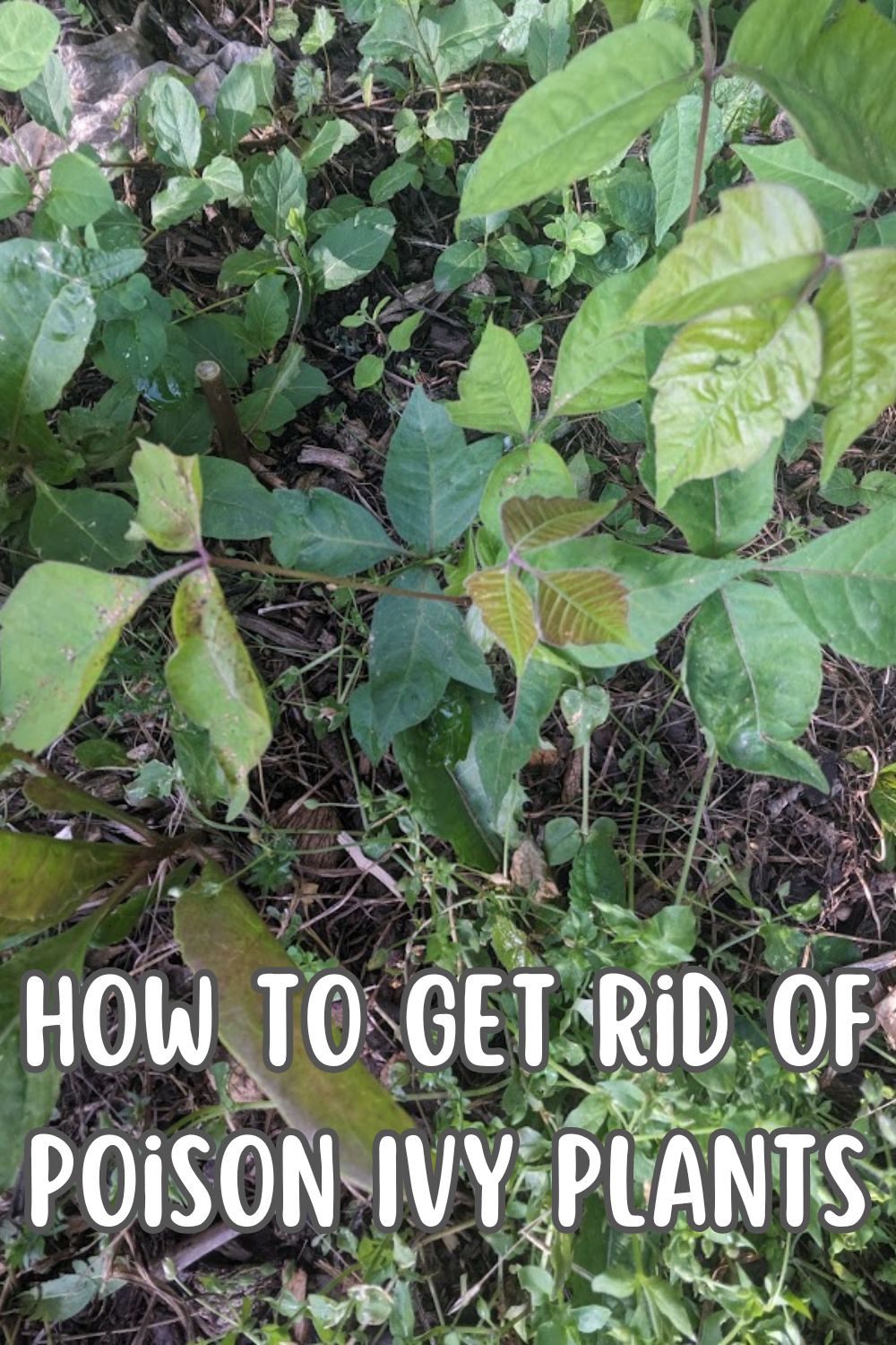 how to gt rid of poison ivy plants.