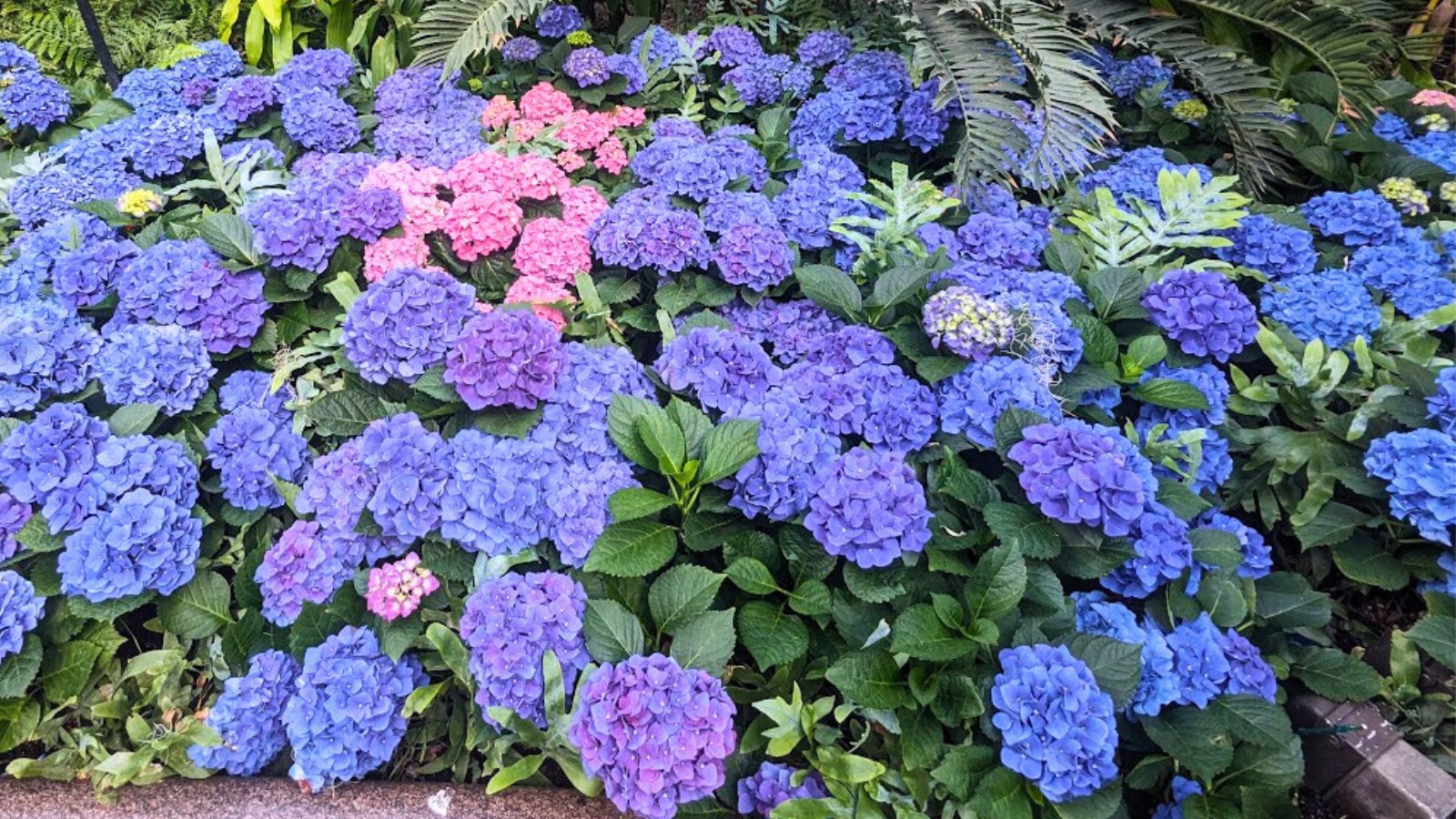 bright colored hydrangea flowers.