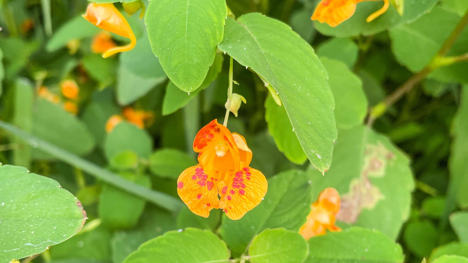 jewelweed flowers