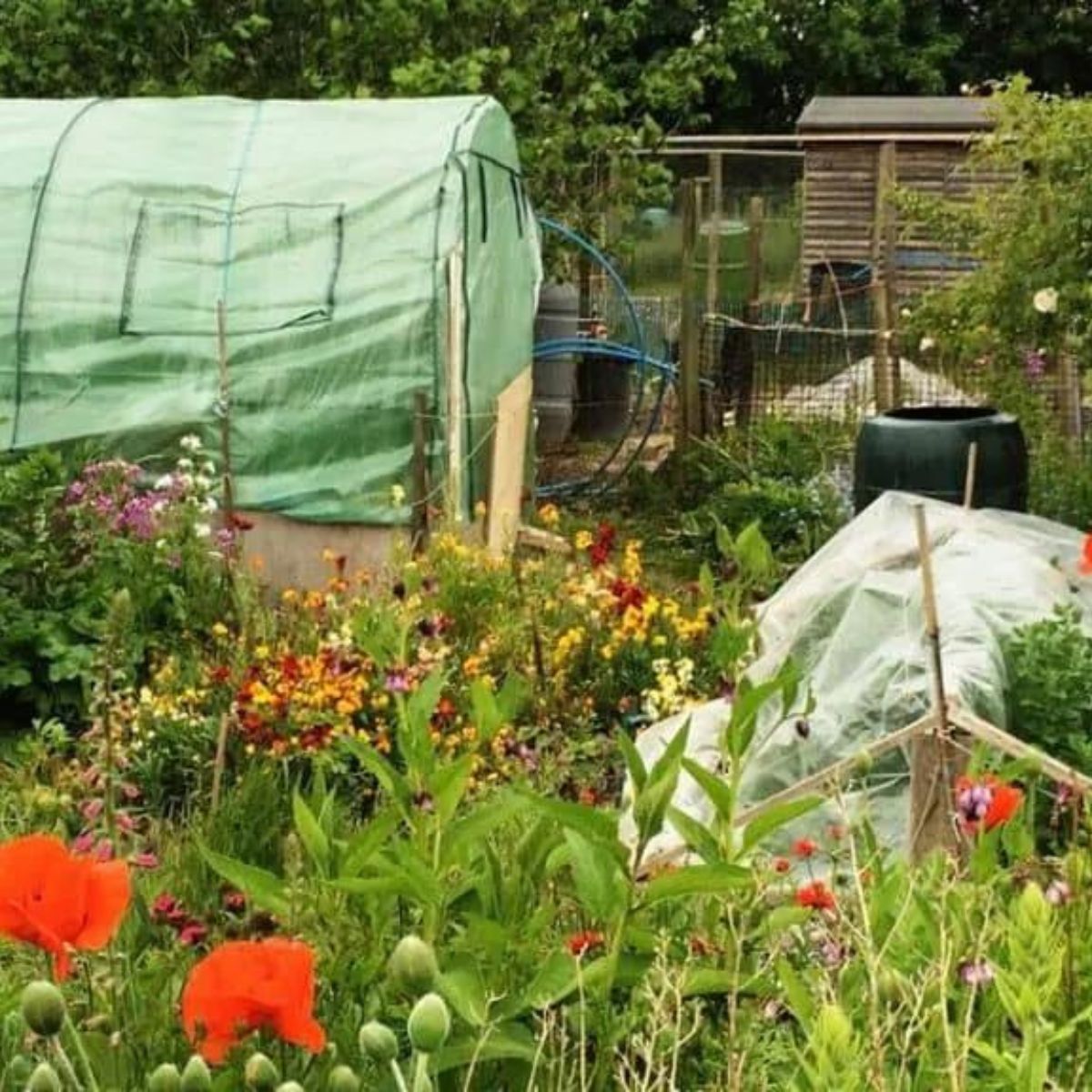 large vegetable garden with flowers and a tunnel greenhouse.