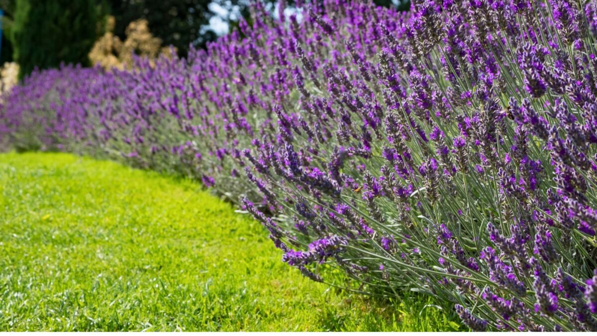 Lavandula Augustifolia Hedge
