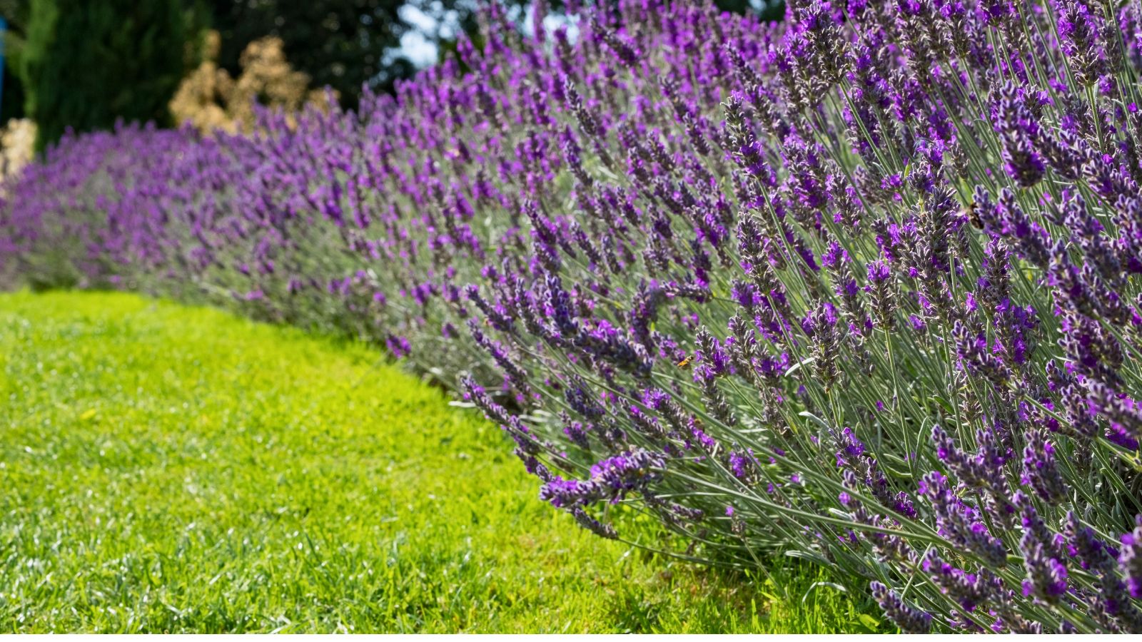 Lavandula Augustifolia Hedge
