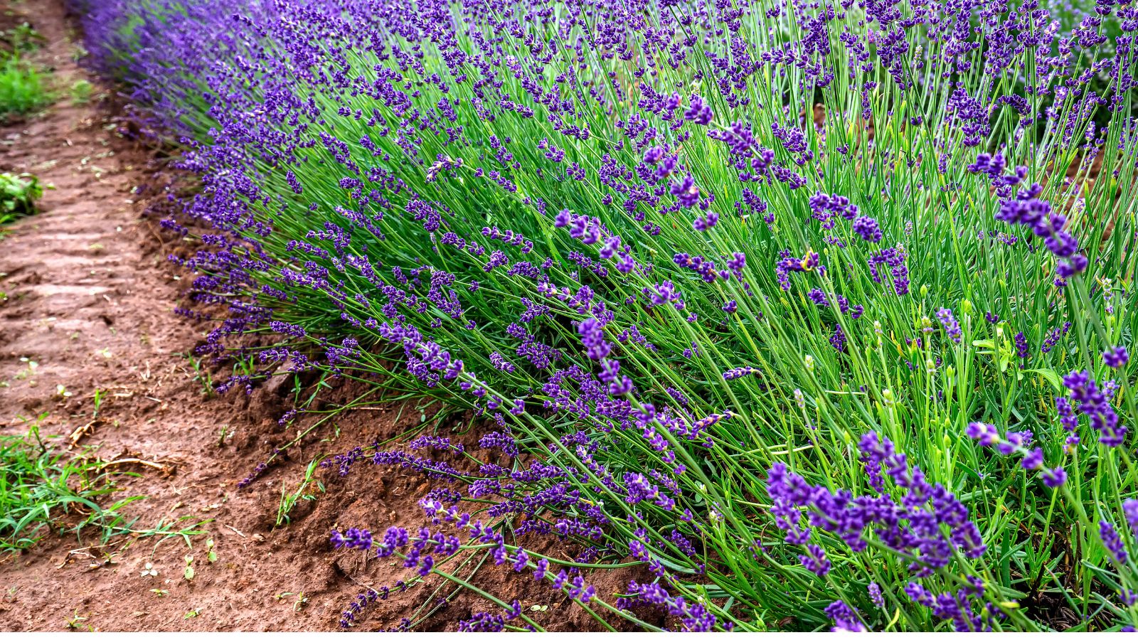 lavender path.
