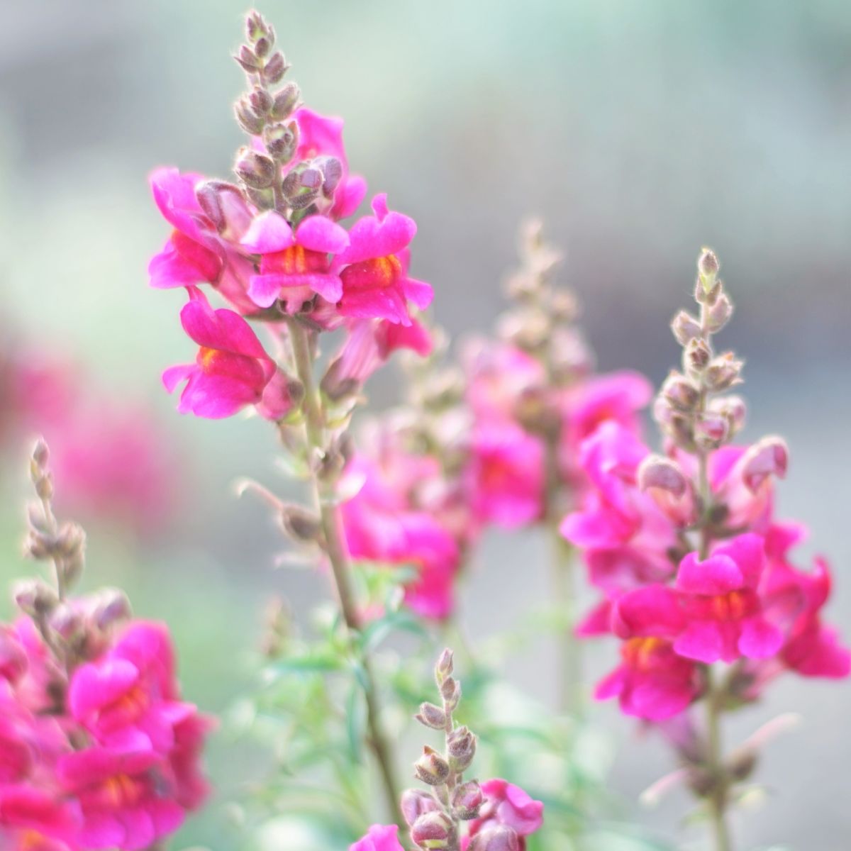 magenta pink snapdragon flowers.