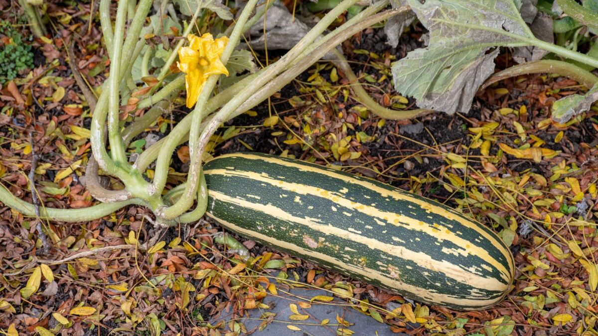 Ripe marrow growing on the plant on the ground