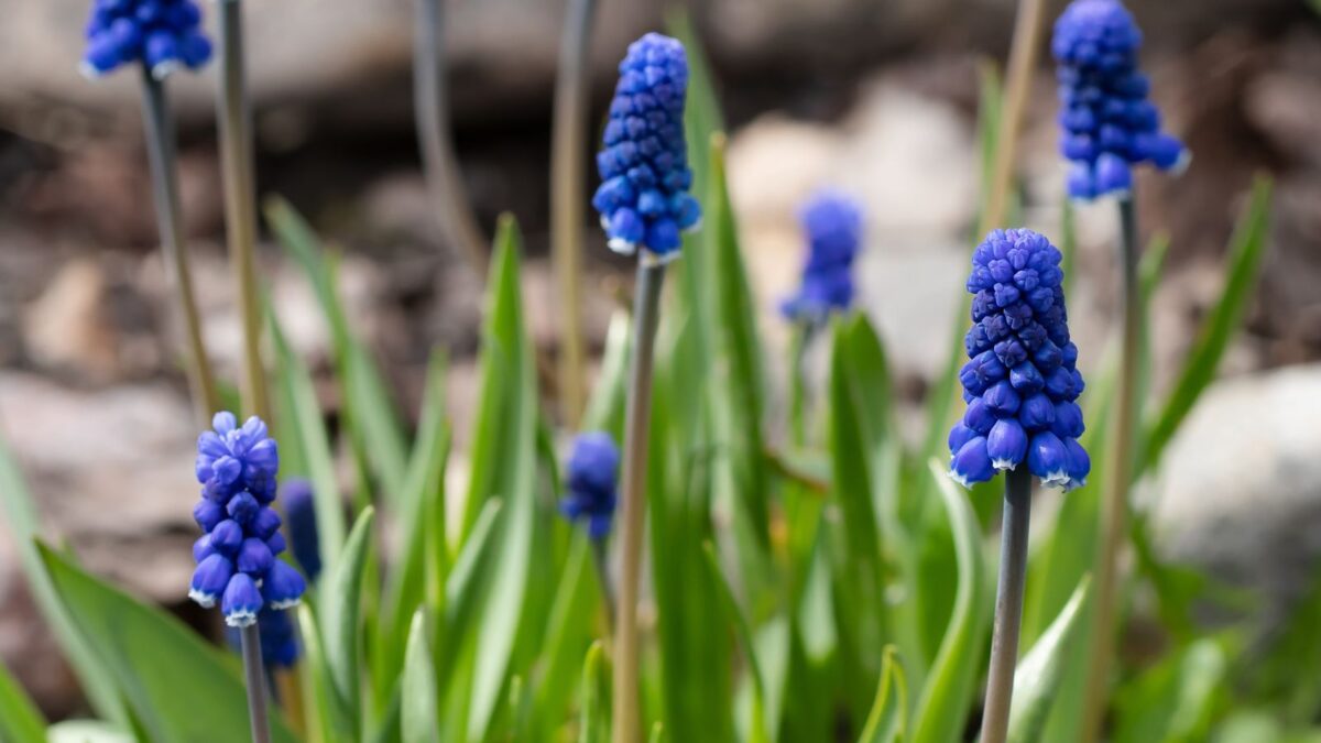 HOT !! - 24 Bulb Grape Hyacinth Muscari Fragrant Blue Purple Ground Cover Flower Seeds muscari flowers.