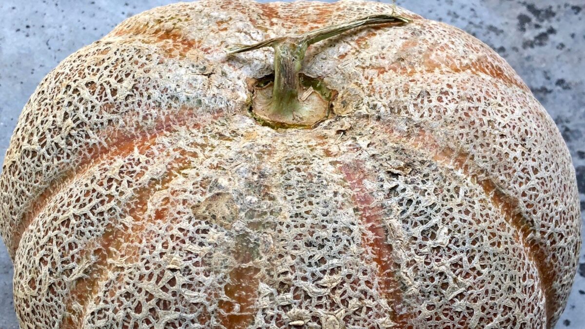 ripe musk melon. 