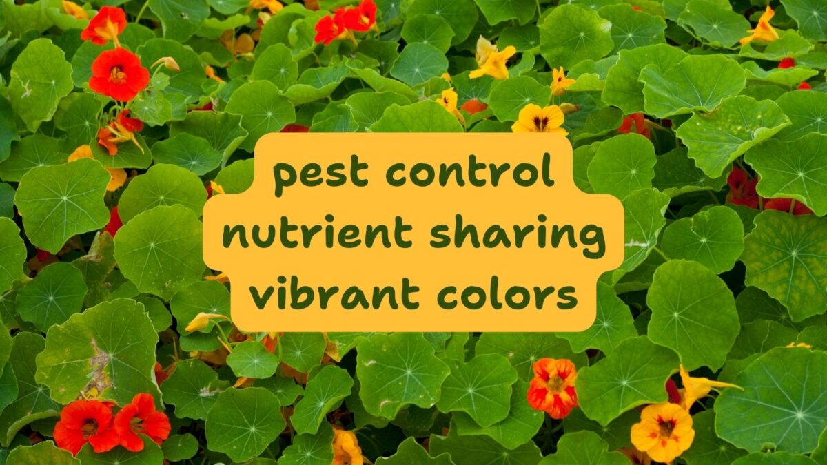 nasturtium planting benefits.