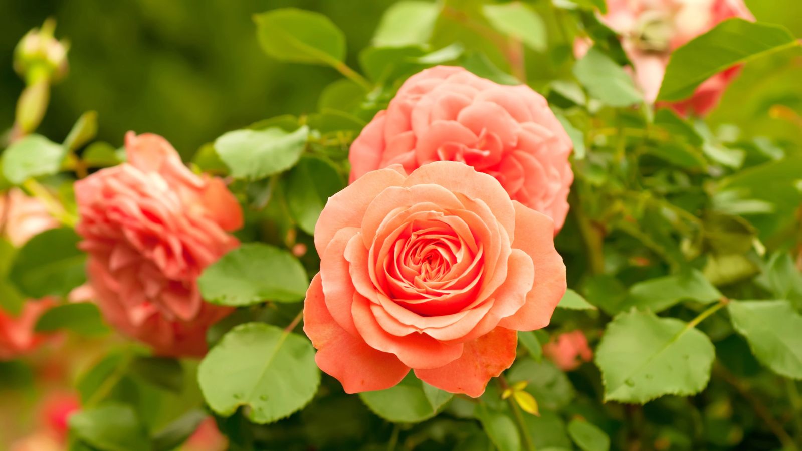 orange roses.