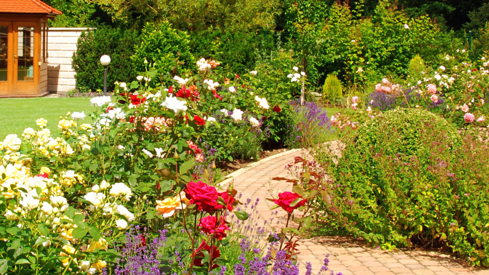 pathway flanked by roses of all colors.