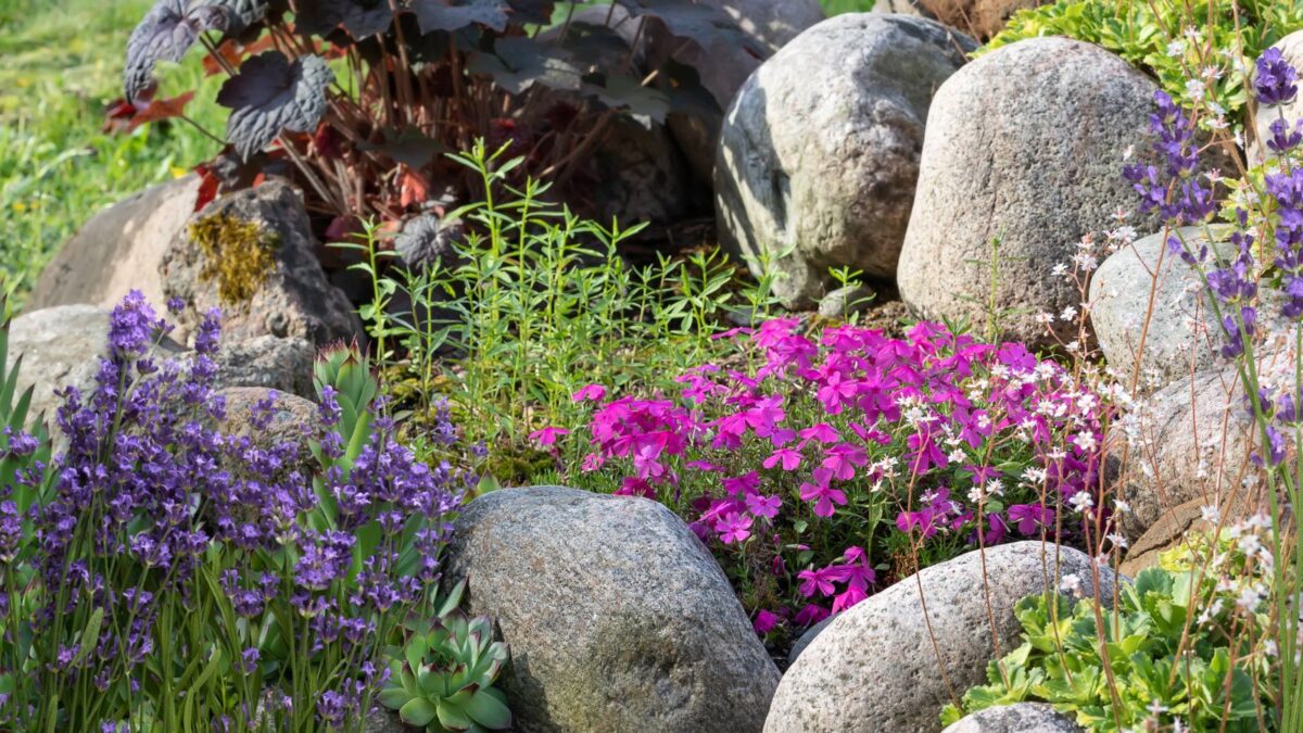perennial rock garden.