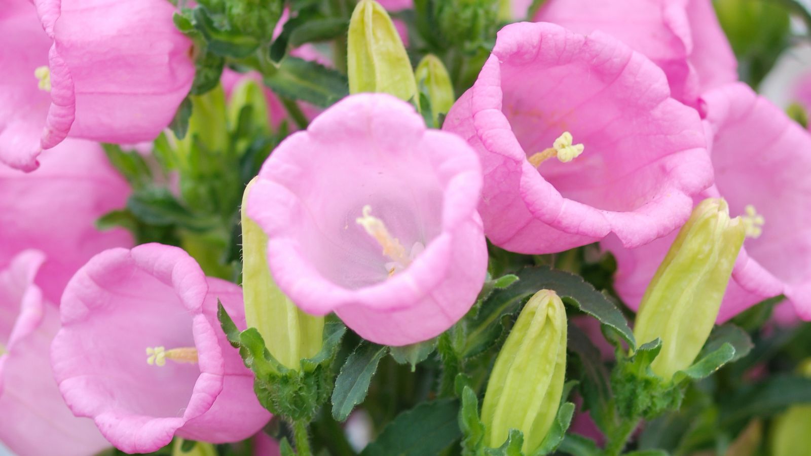 pink bellflowers.