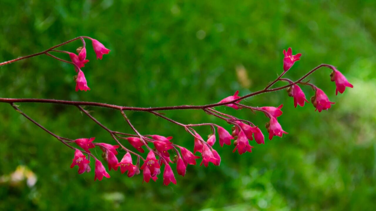 pink coral bells flowers.