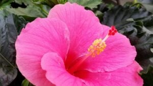 pink hibiscus flower.
