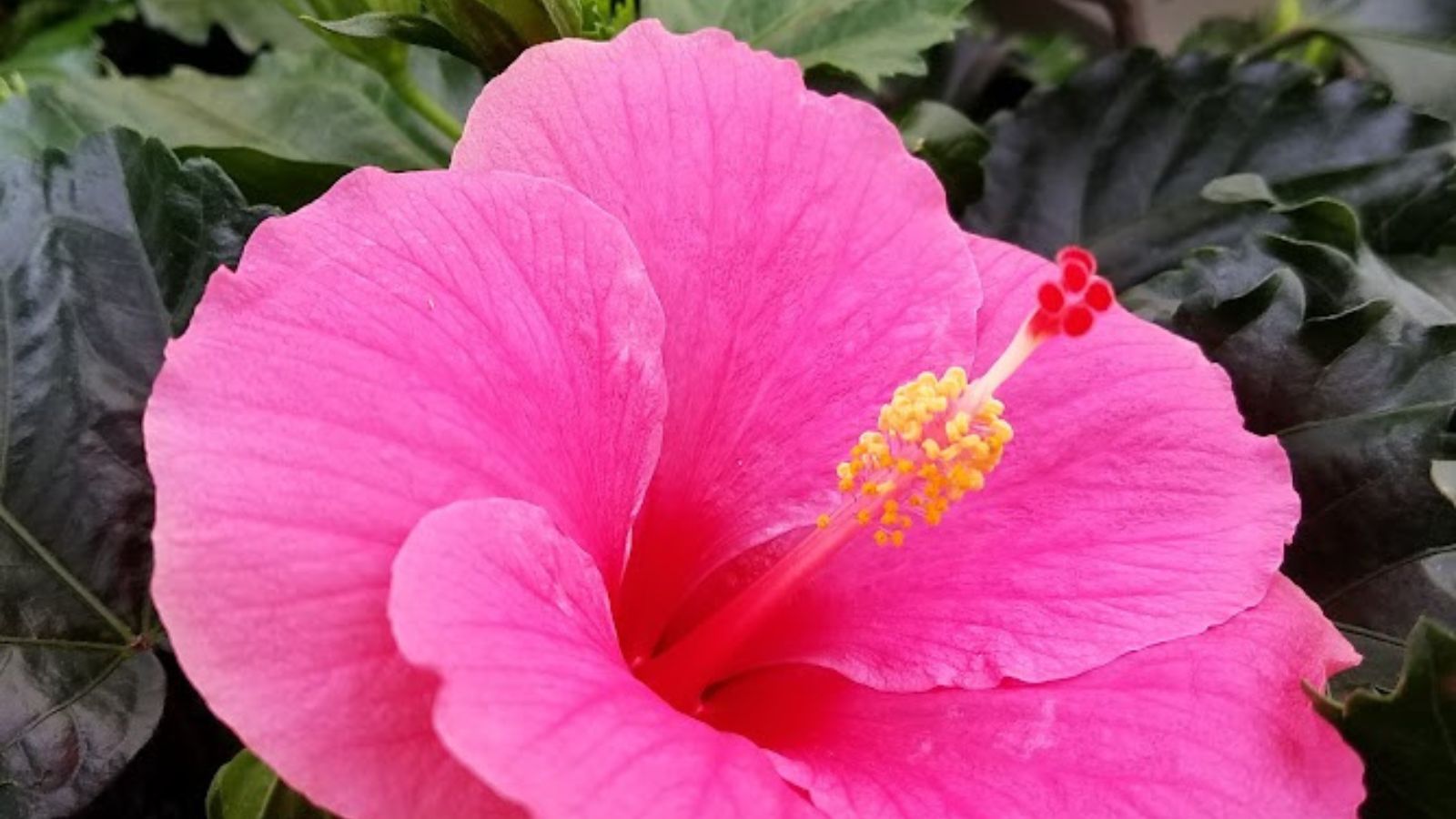 pink hibiscus flower.