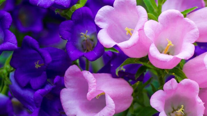18 Stunning Bell-Shaped Flowers For Dreamy Gardens