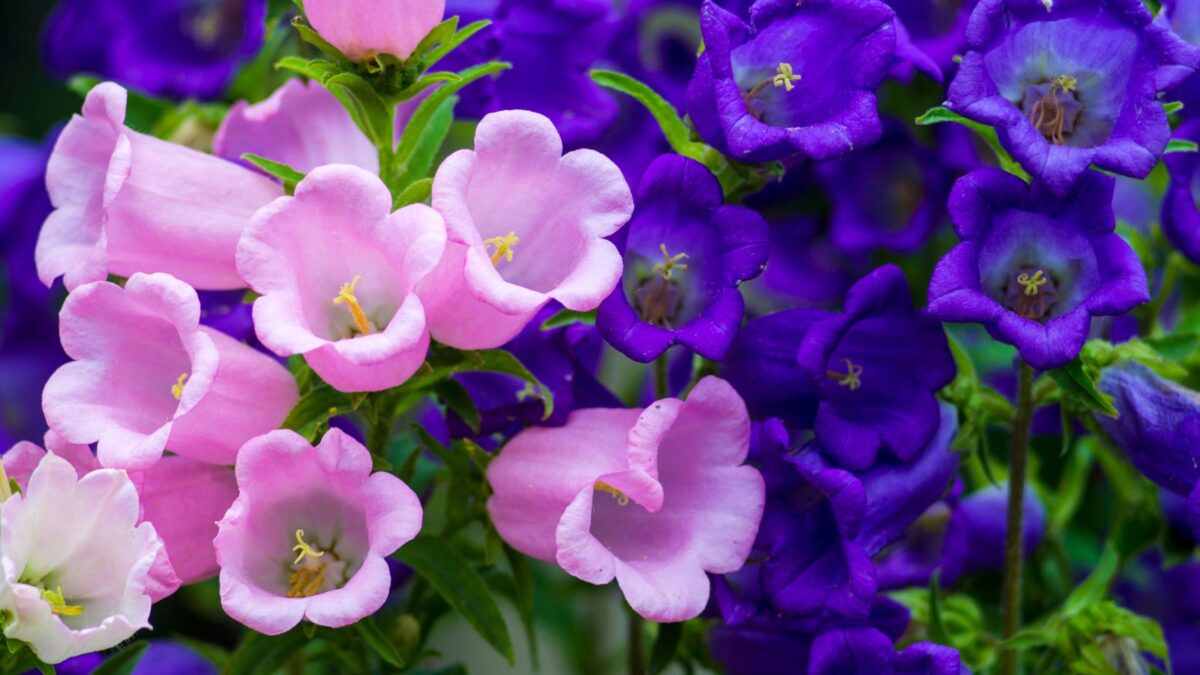 pink and purple cantebury bellflowers.