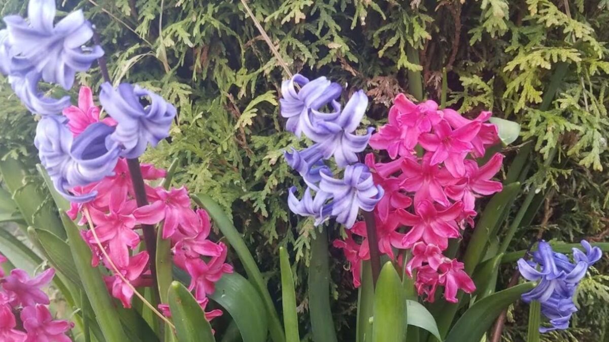 pink and purple hyacinth in front of an evergreen bush.