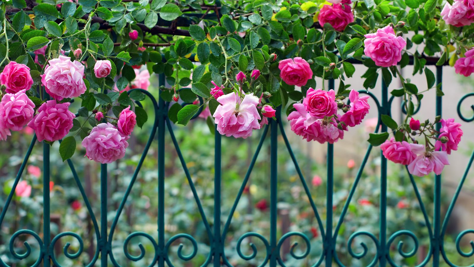 pink roses draped over a curvy iron fence.